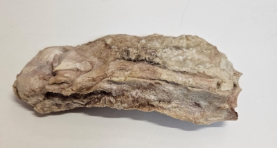 Rindersehne 1 Stück  gefriergetrocknet